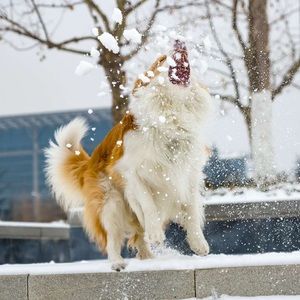 Meet your Posher, Senry